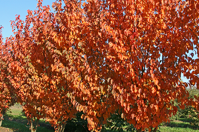 Knallige kupferne Herbstfärbung der Prunus