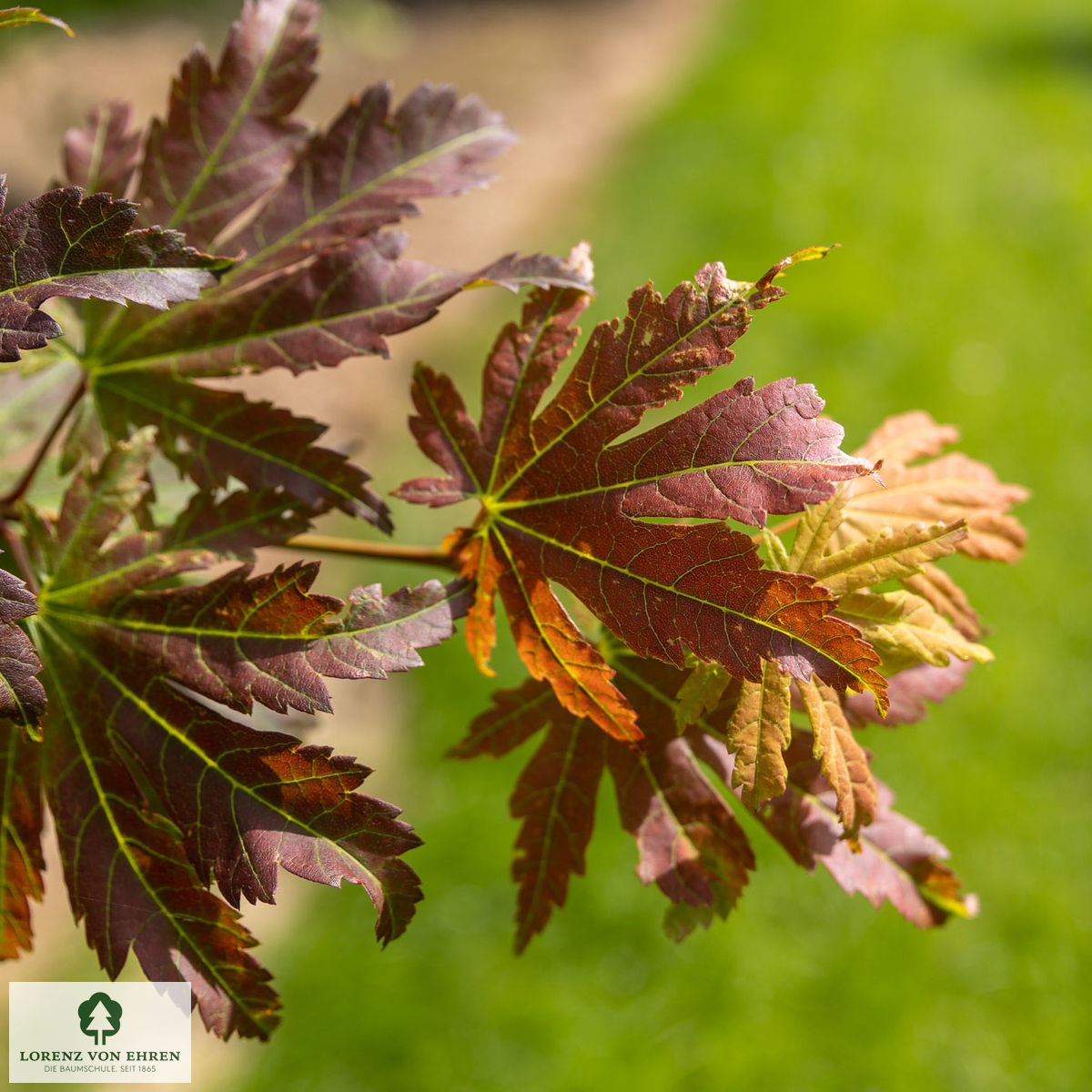 Acer japonicum 'Vitifolium'