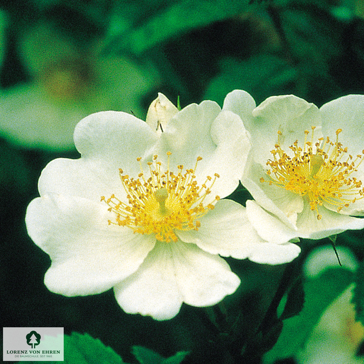 Rosa arvensis