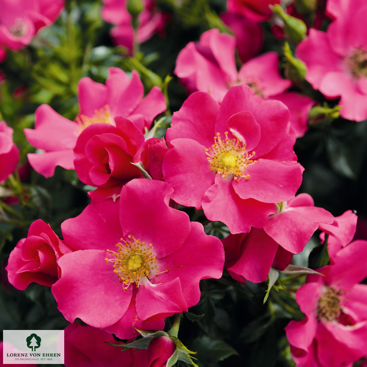 Rosa 'Stadt Rom'