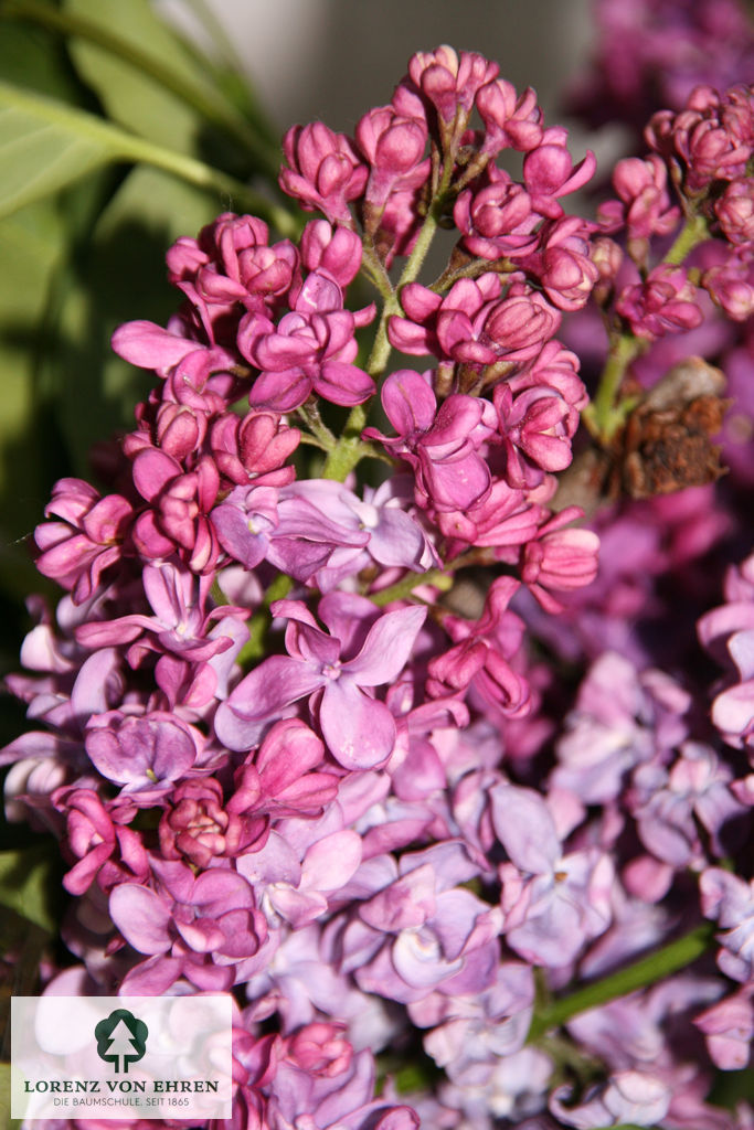 Syringa vulgaris 'Charles Joly'