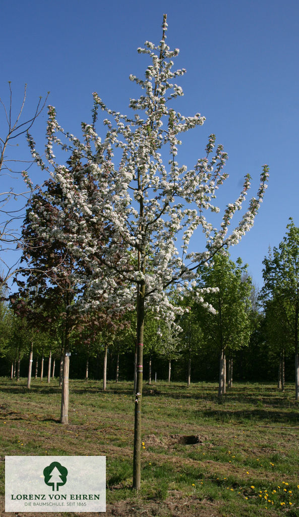 Malus 'Red Sentinel'