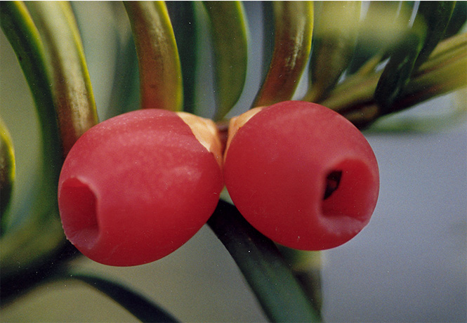 Wunderschön rote Eibenfrüchte