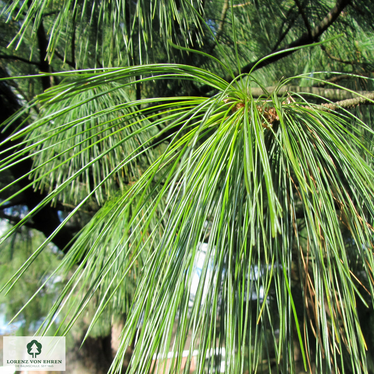 Pinus wallichiana