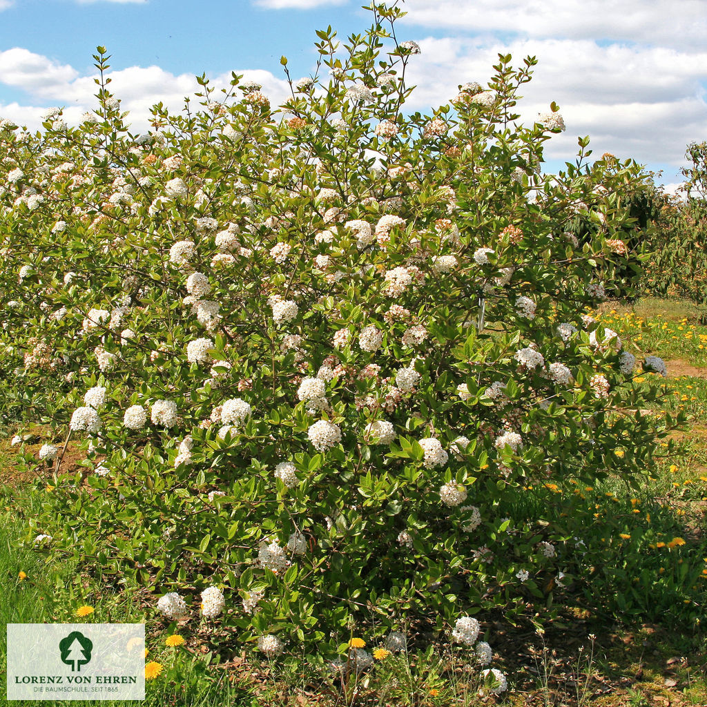 Viburnum burkwoodii