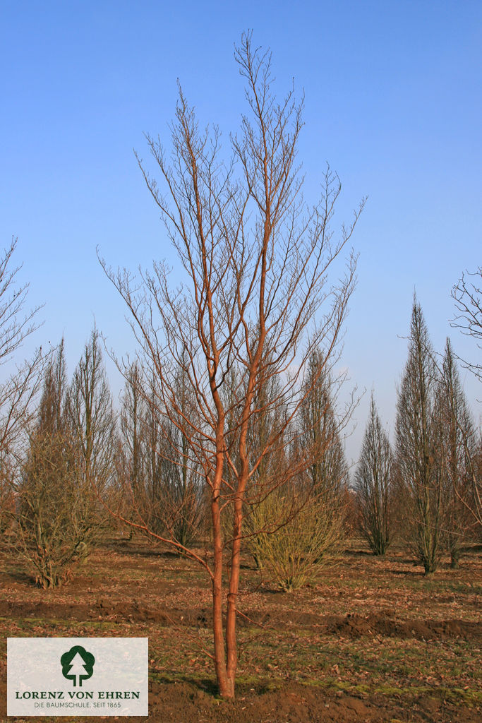 Stewartia pseudocamellia