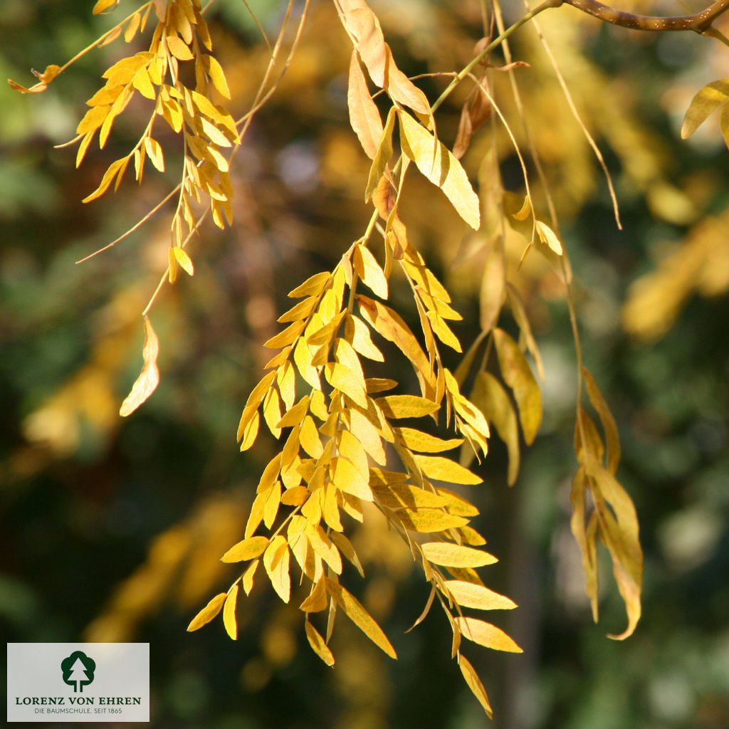 Gleditsia triacanthos 'Skyline'