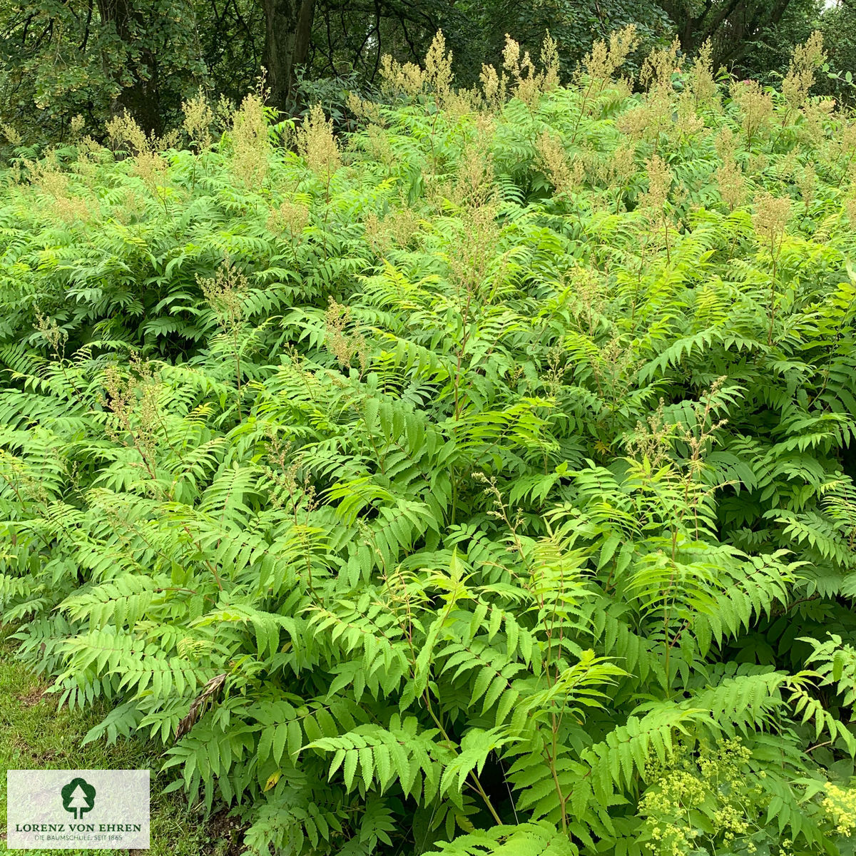 Sorbaria sorbifolia