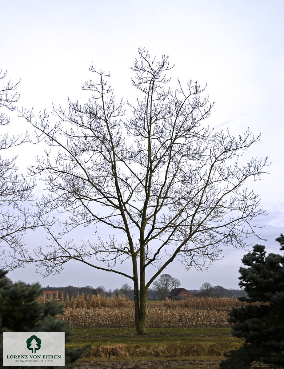 Quercus coccinea