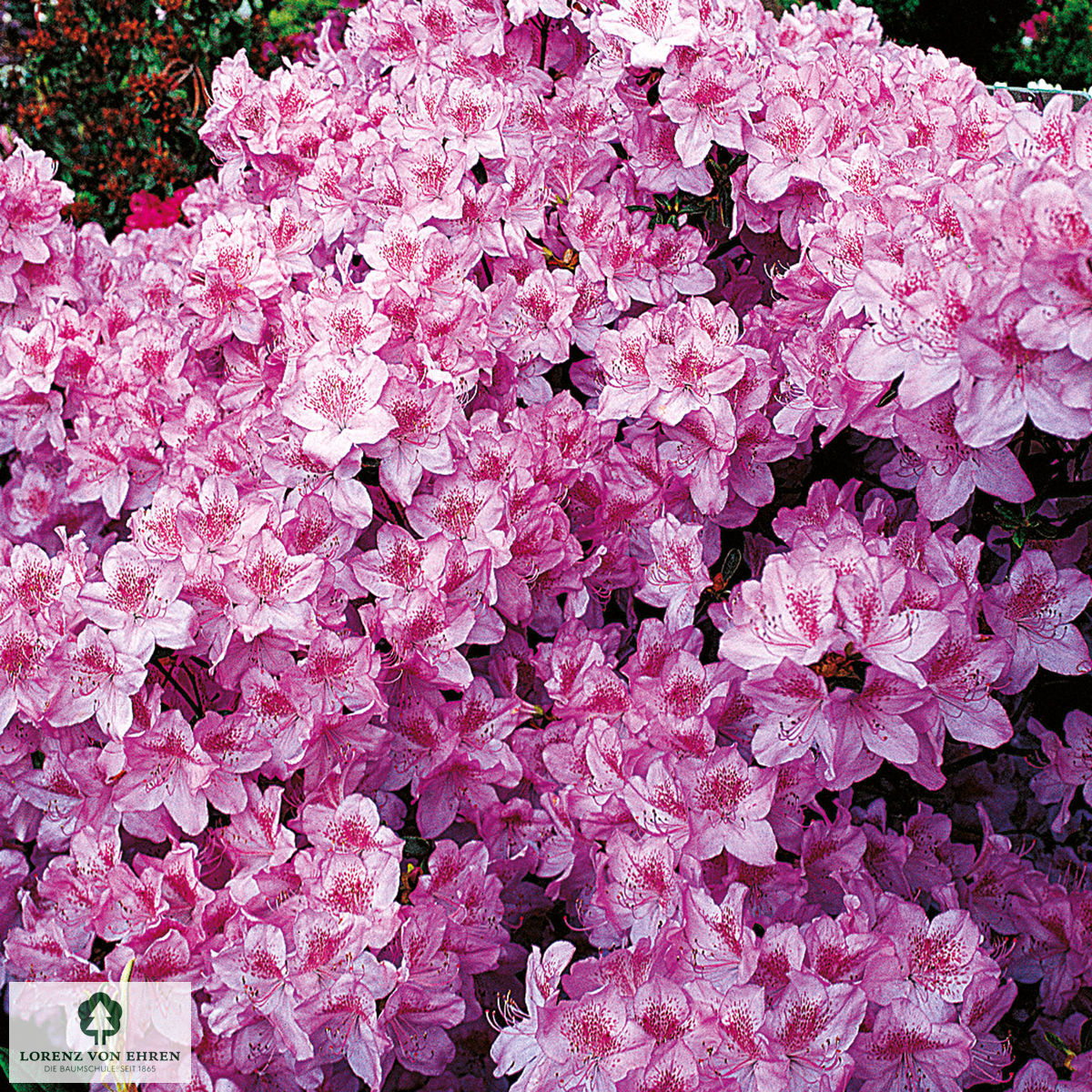 Rhododendron Japanische Azalee 'Ledikanense'