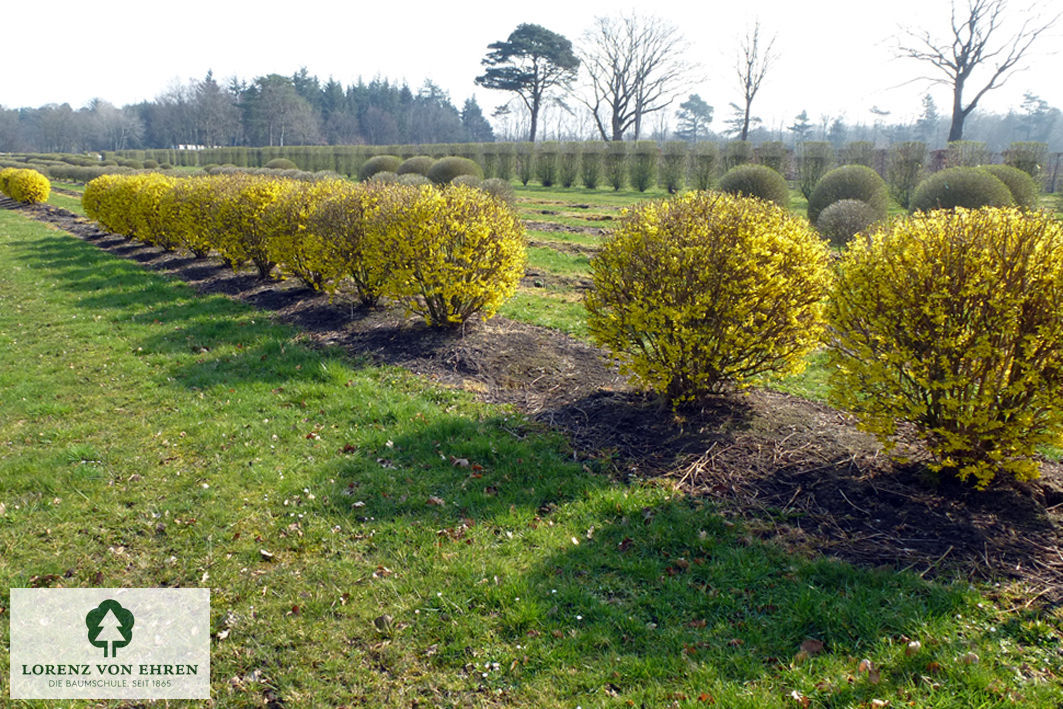 Forsythia 'Week End'