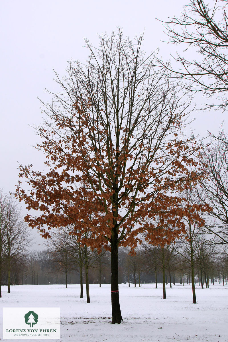 Quercus petraea