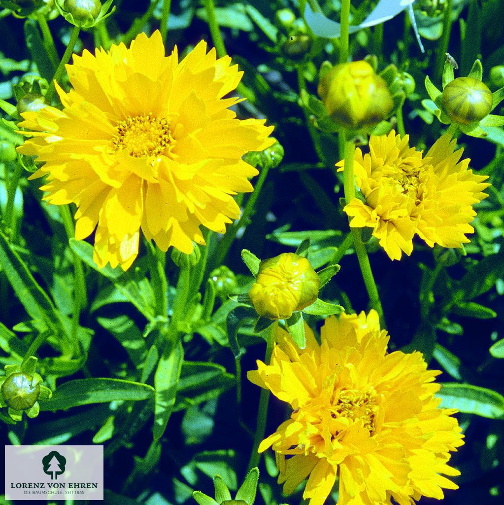 Coreopsis grandiflora 'Early Sunrise'