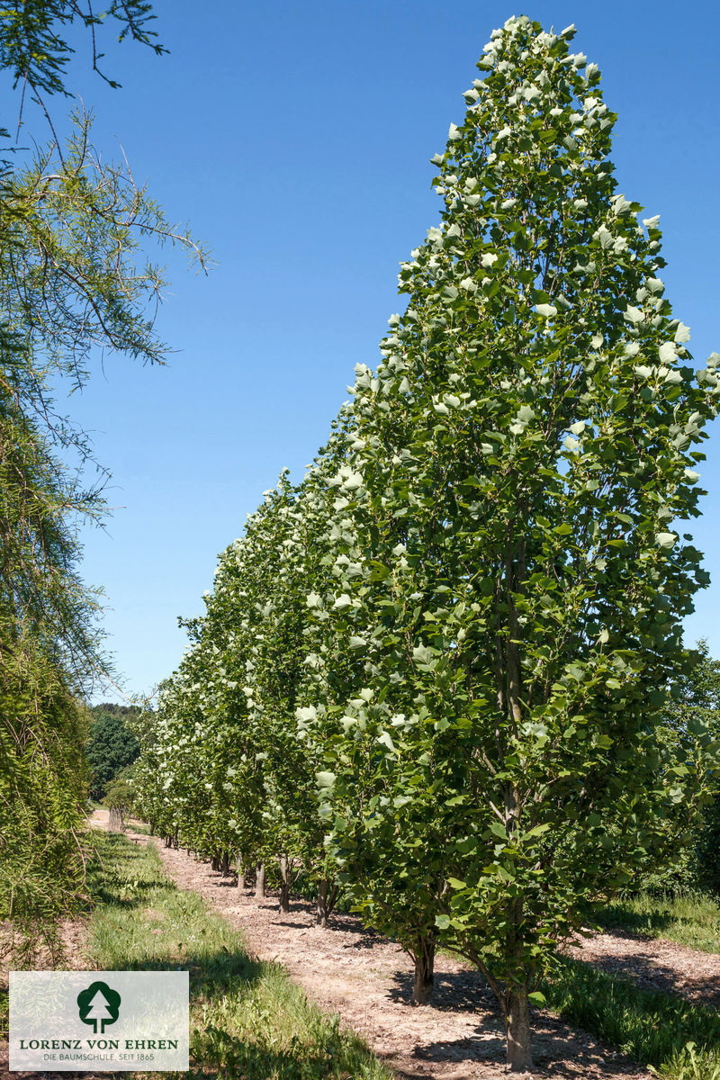 Liriodendron tulipifera 'Fastigiatum'