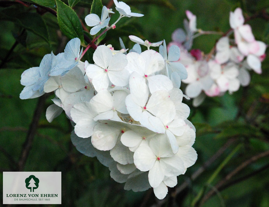 Hydrangea paniculata 'Vanilla Fraise'