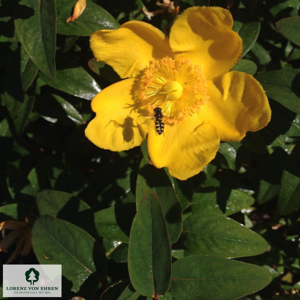 Hypericum 'Hidcote'