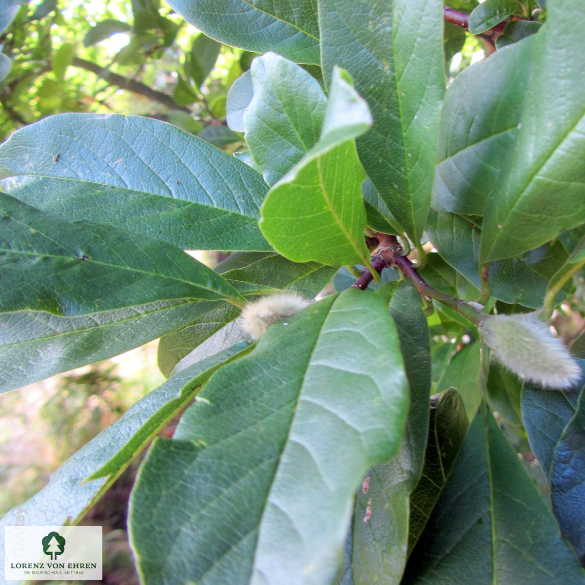 Magnolia loebneri 'Leonard Messel'