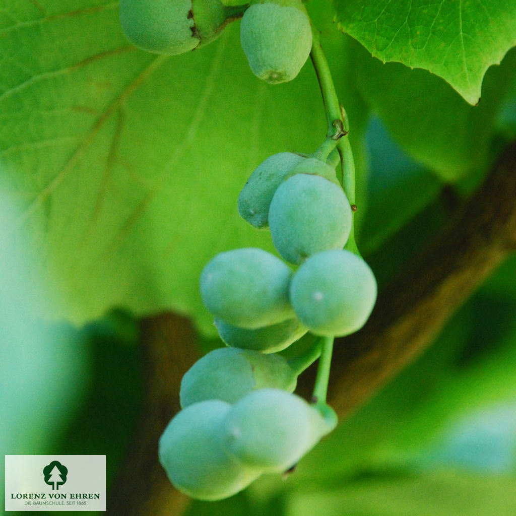 Styrax obassia