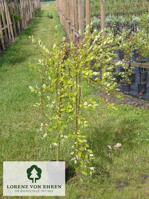 Salix caprea 'Weeping Sally'