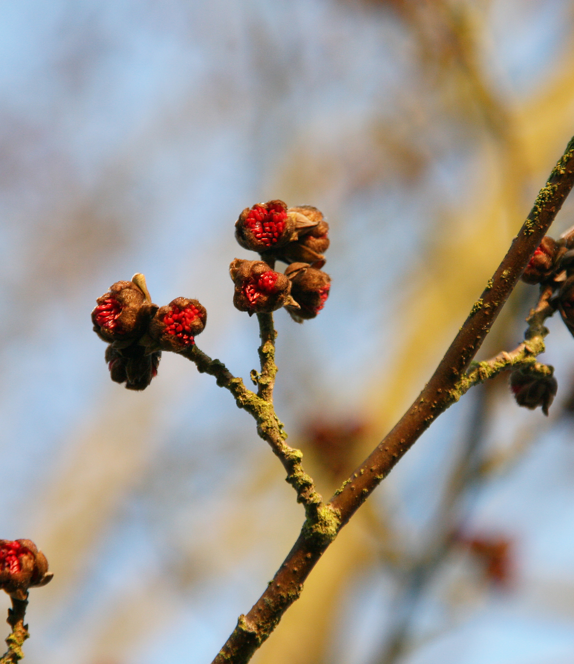 Blüte Parrotia persica Zarte rote Blüte Eisenholzbaum