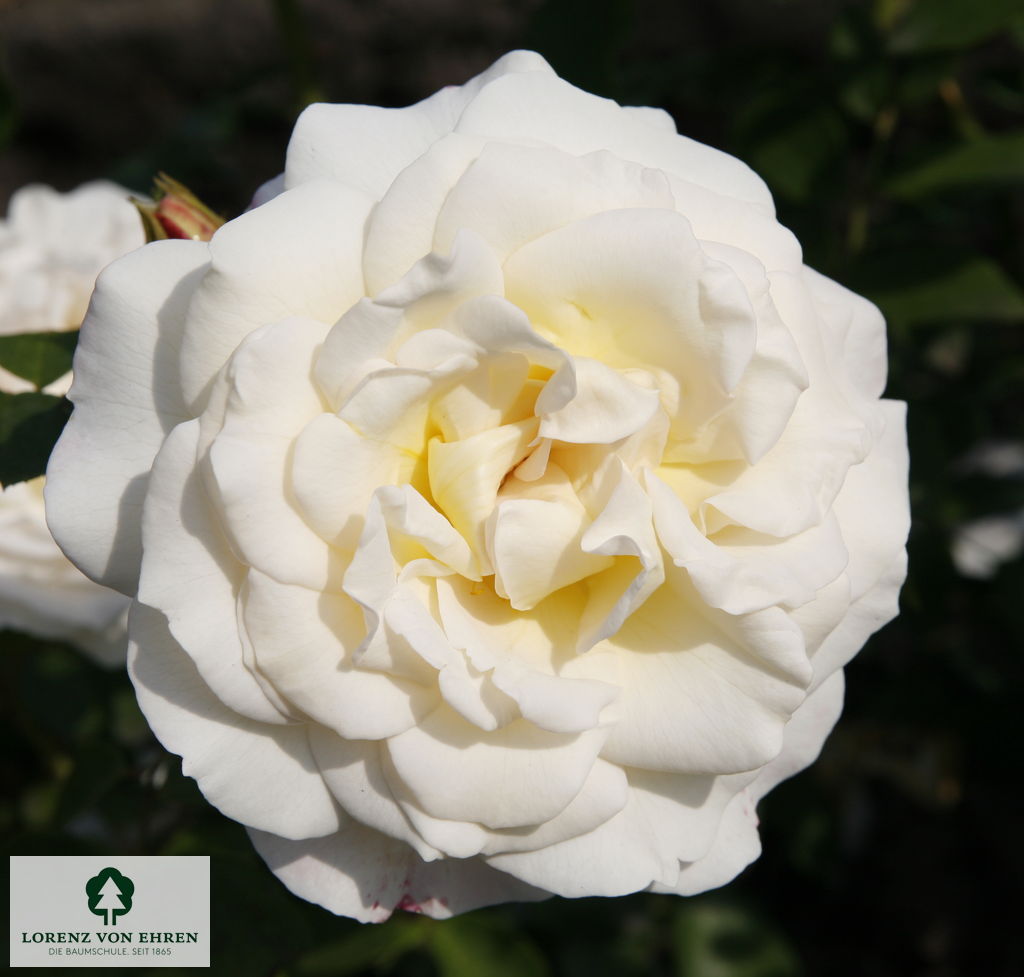 Rosa 'Kosmos'