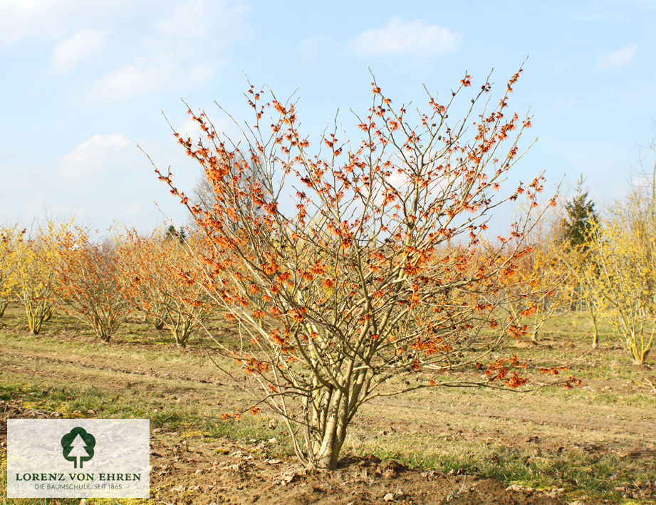 Hamamelis intermedia 'Diane'