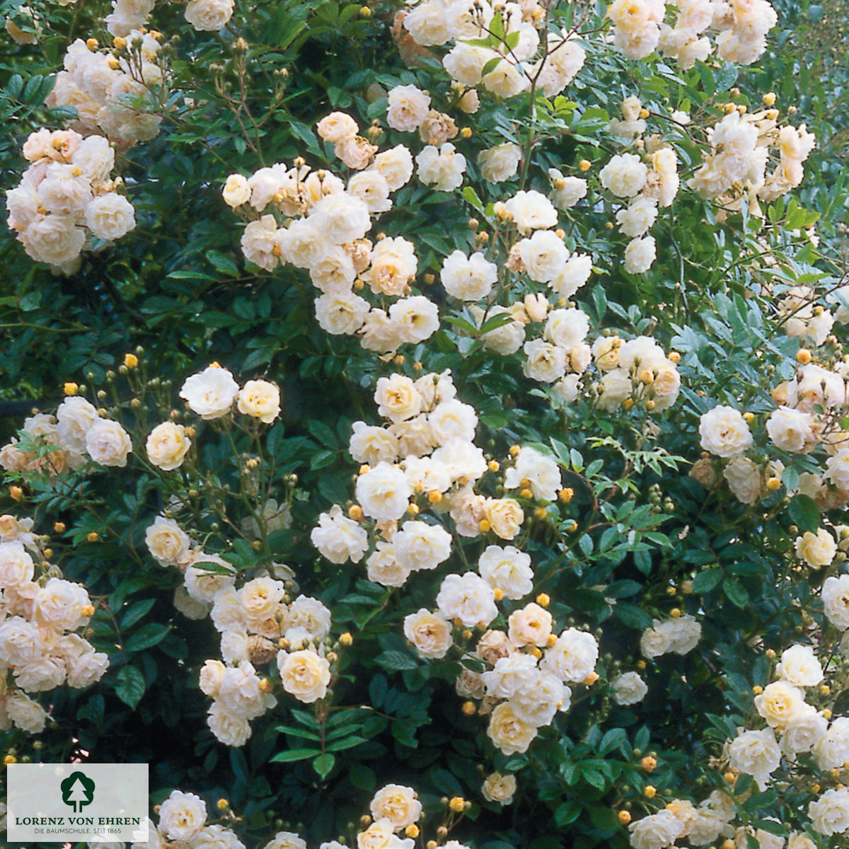 Rosa 'Lykkefund'