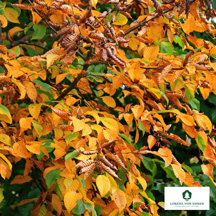Carpinus betulus