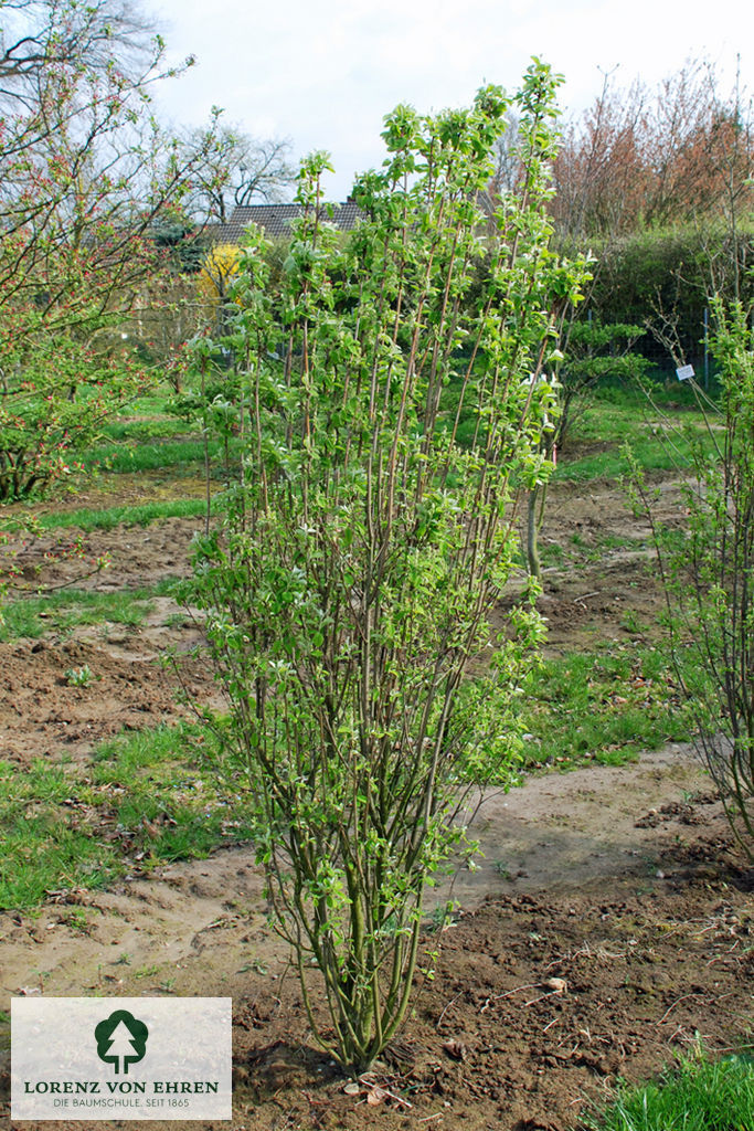 Amelanchier alnifolia 'Obelisk'