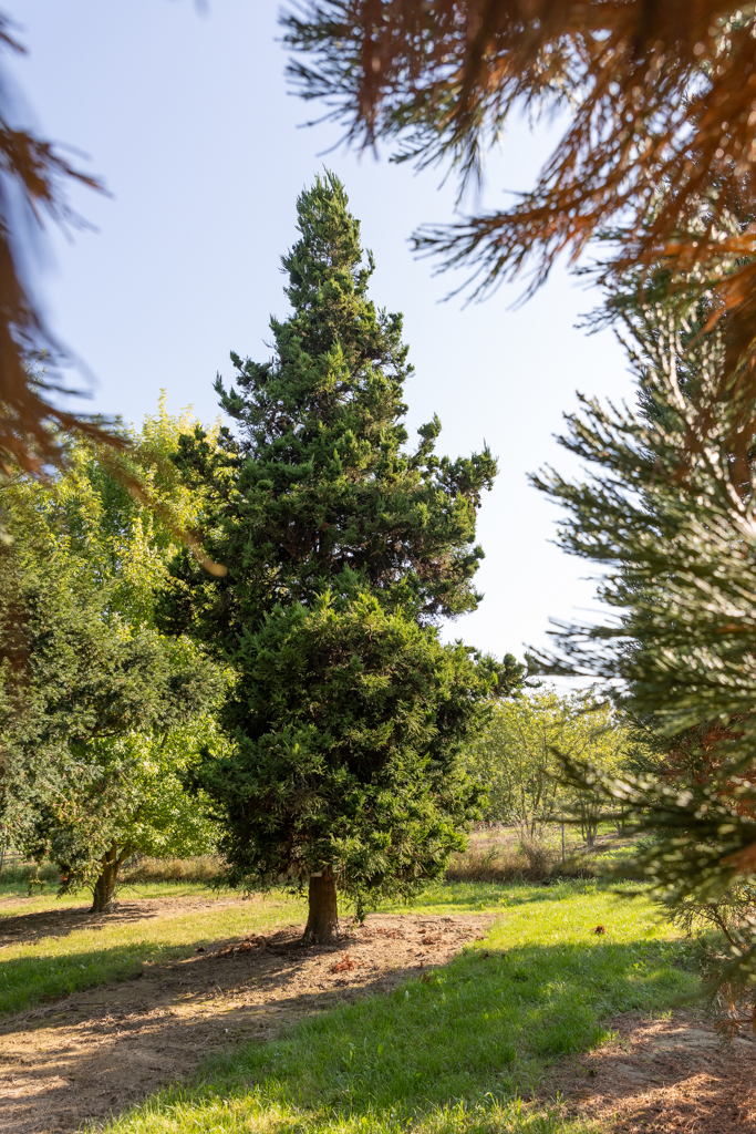 Cryptomeria japonica 'Cristata' Unikat