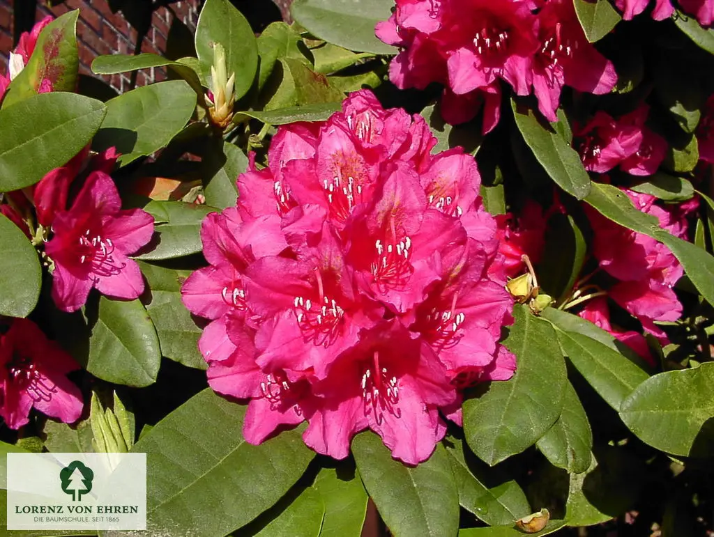 Rhododendron Hybride 'Dr. H.C. Dresselhuys'