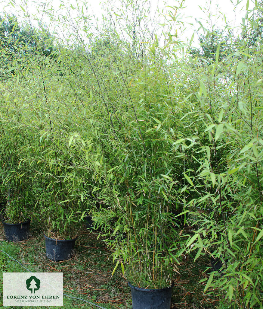 Phyllostachys humilis