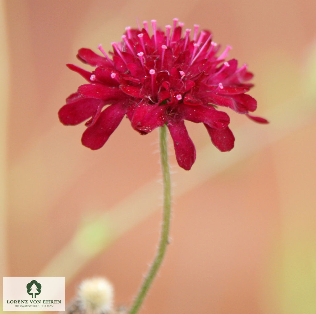 Knautia macedonica