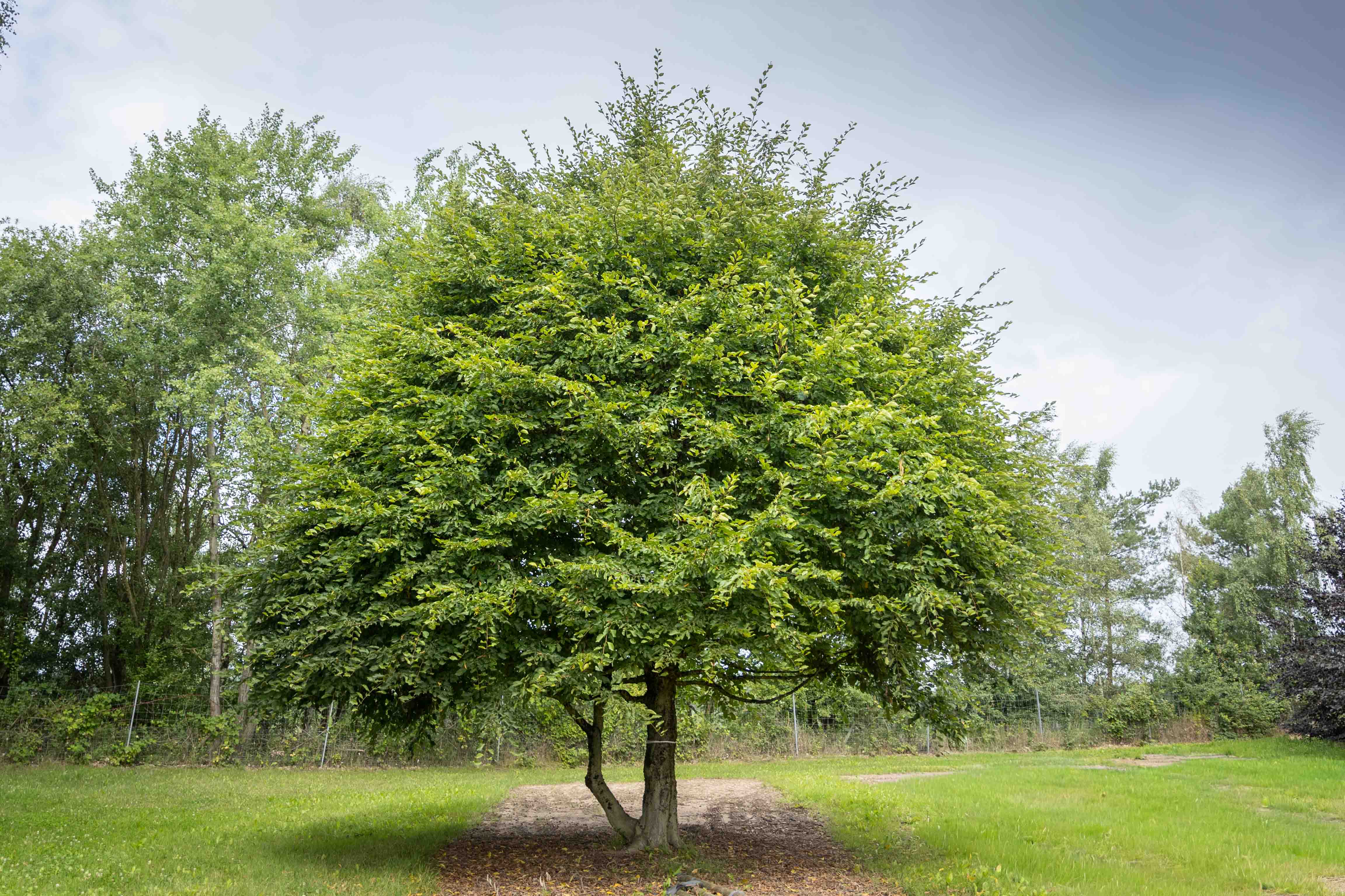 Eine Hainbuche, die schirmförmig  ist