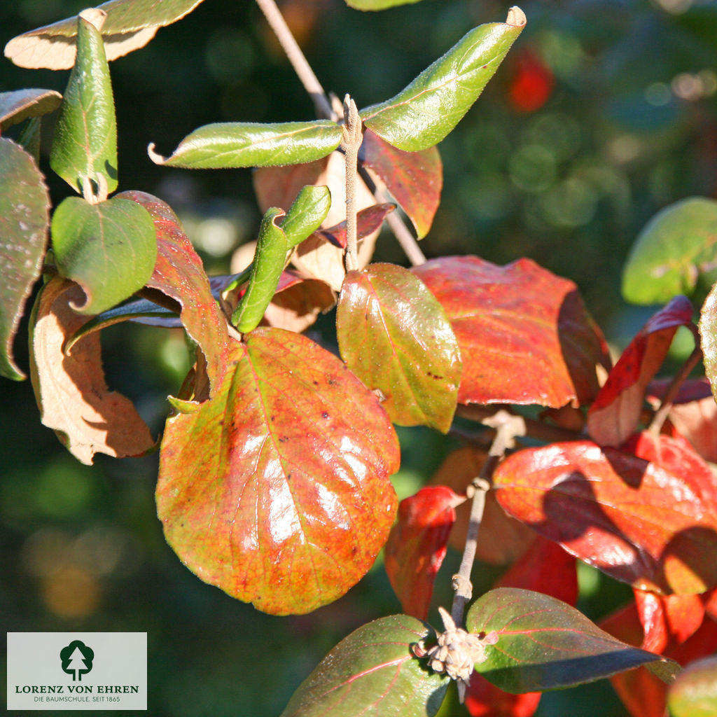 Viburnum burkwoodii