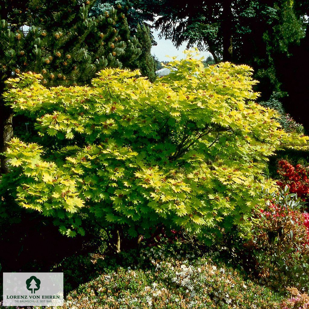 Acer shirasawanum 'Aureum'