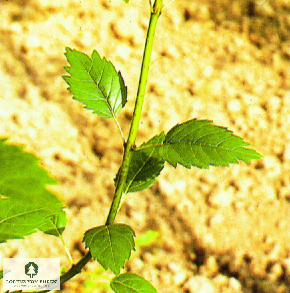 Fraxinus excelsior 'Diversifolia'