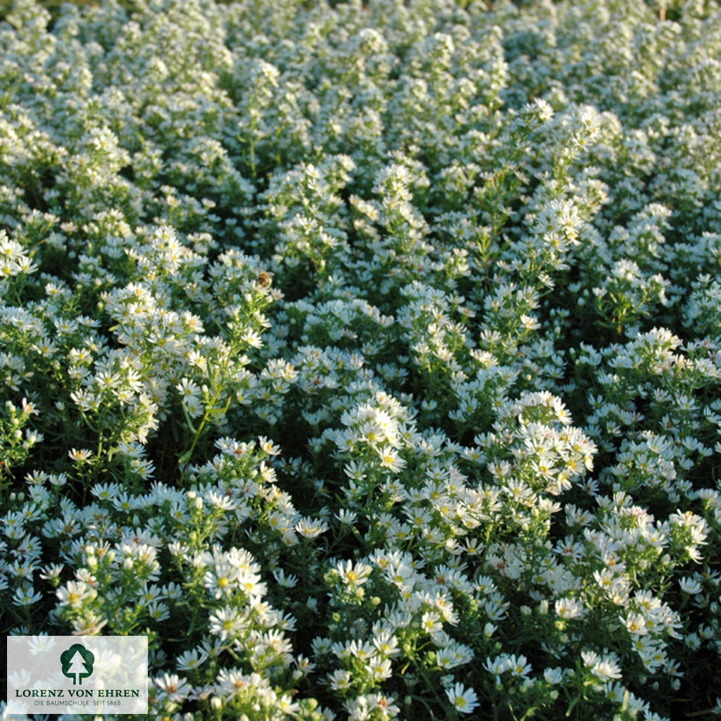 Aster ericoides 'Schneegitter'