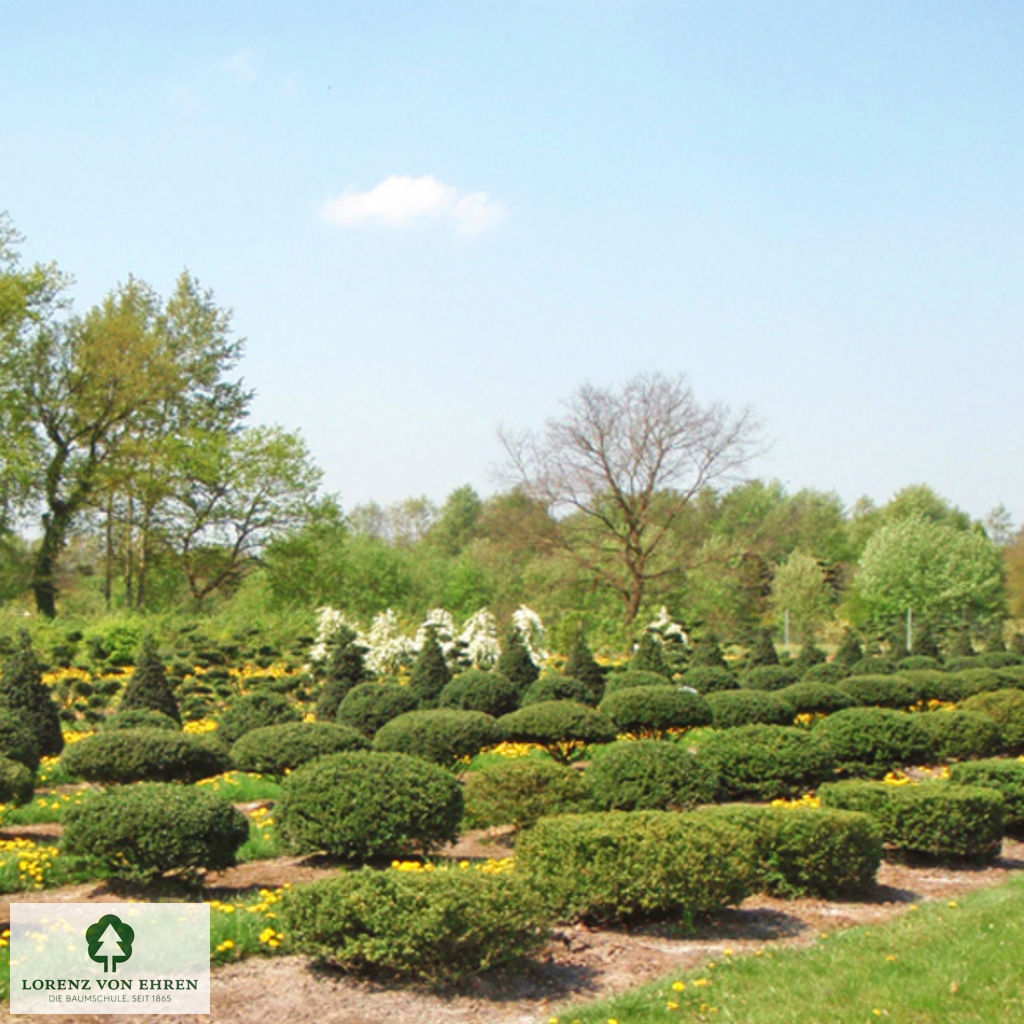 Ilex crenata