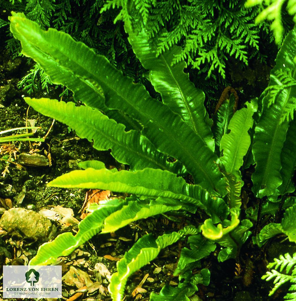 Asplenium scolopendrium