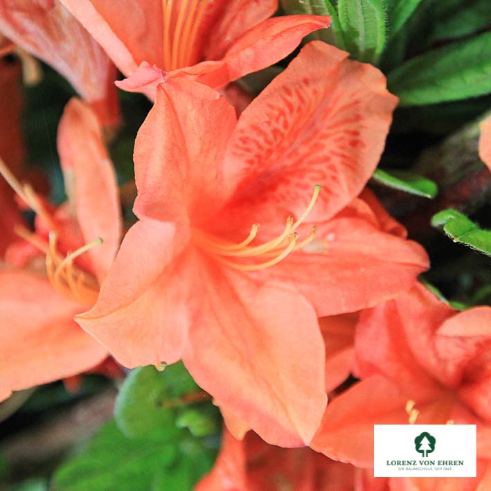 Azalea 'Orange Beauty'