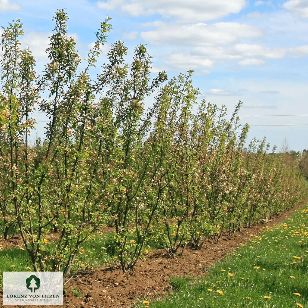 Malus 'Beverly'