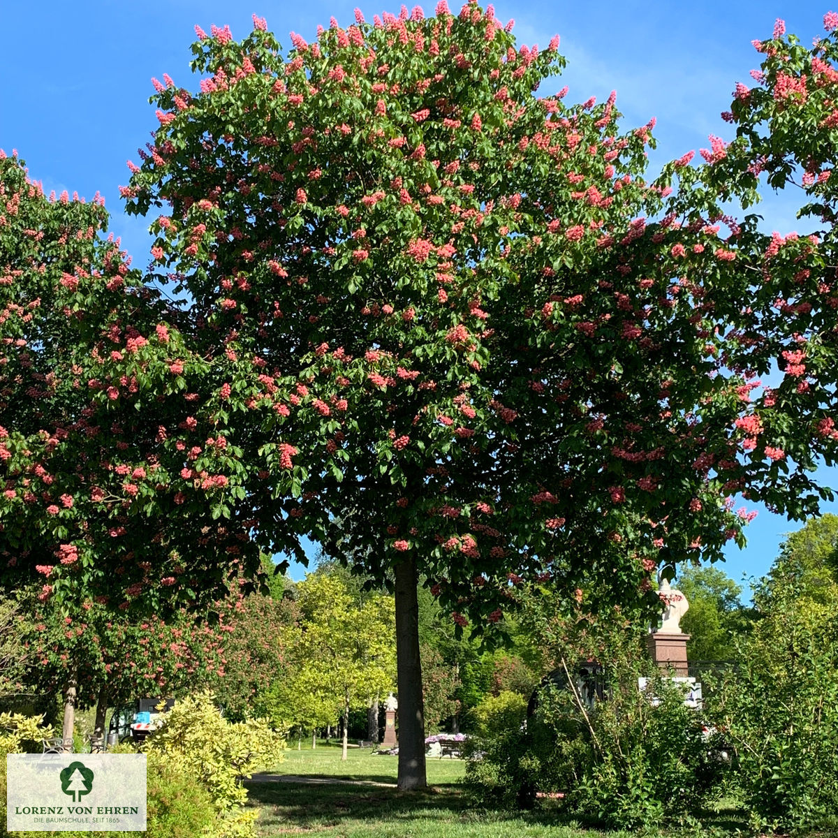 Aesculus carnea 'Briotii'