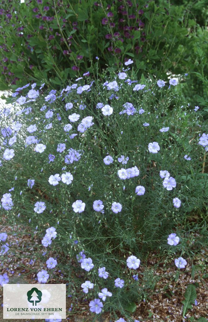 Linum perenne 'Nanum Saphir'