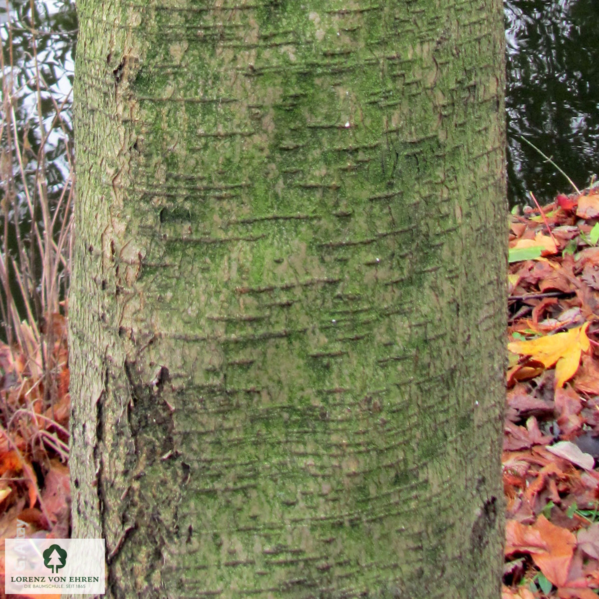 Sorbus thuringiaca 'Fastigiata'