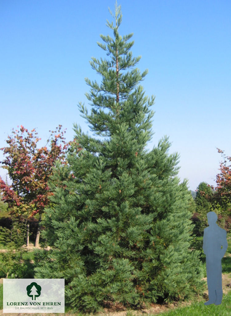 Sequoiadendron giganteum