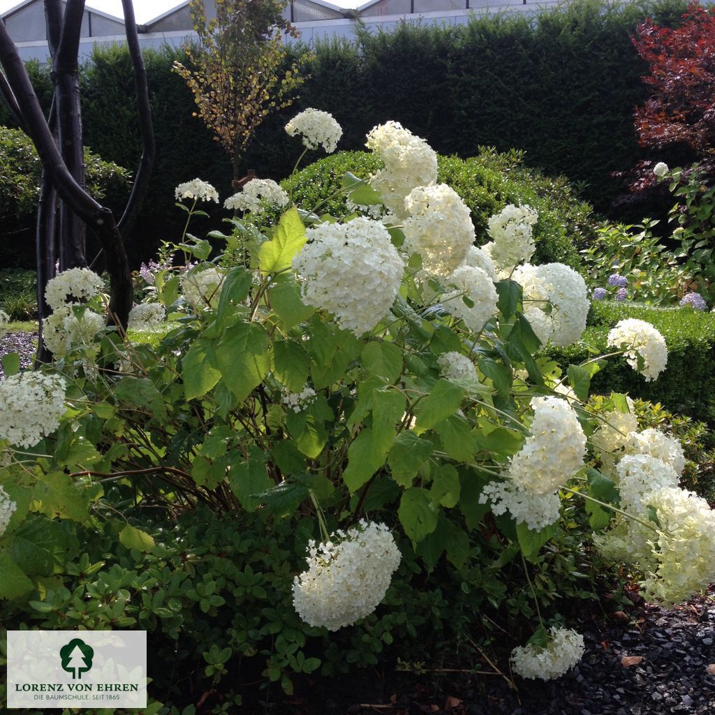 Hydrangea arborescens 'Annabelle'