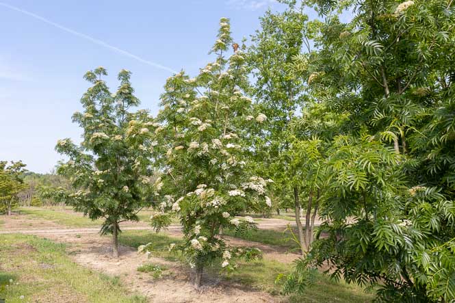 Sorbus Dodong bei von Ehren Weiß blühende Mehlbeeren