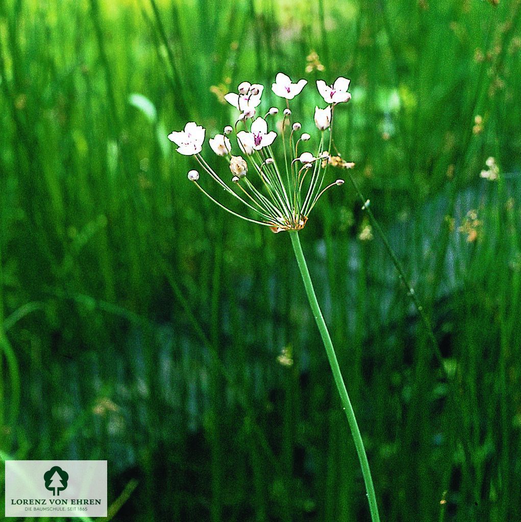 Butomus umbellatus