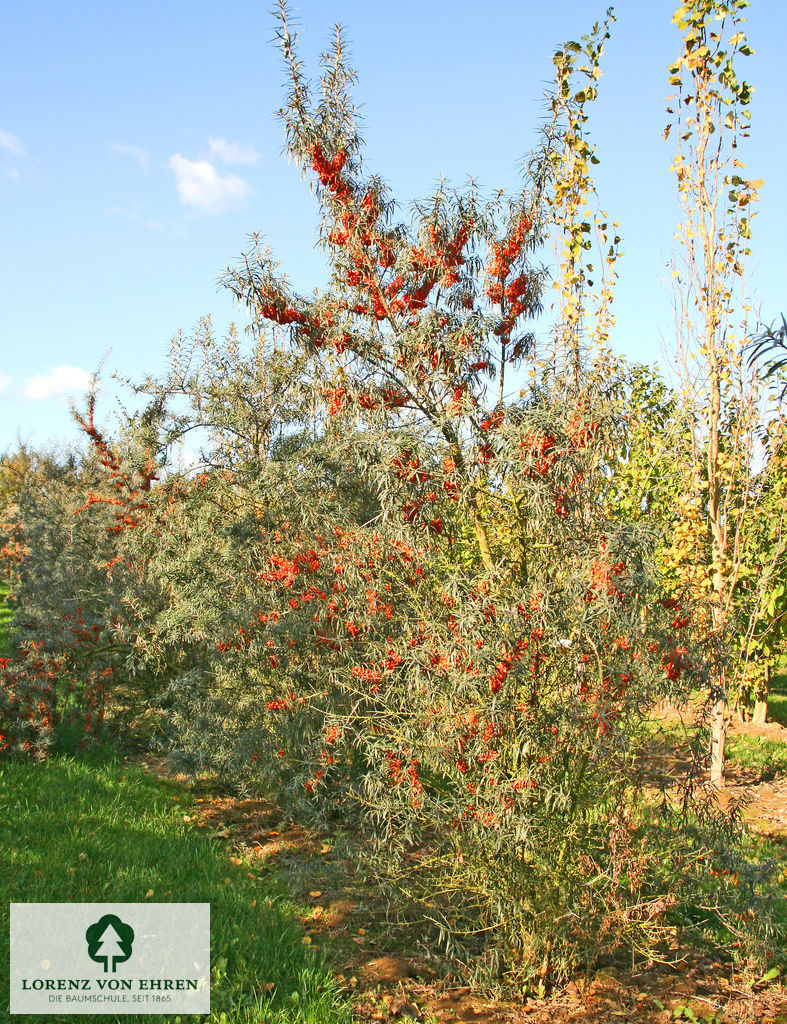 Hippophae rhamnoides